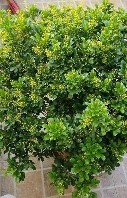 5度以下，常见的21种花必须断水，不然都烂根了