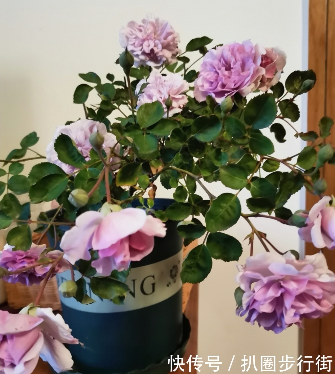 你的那些盆栽月季长得如何?