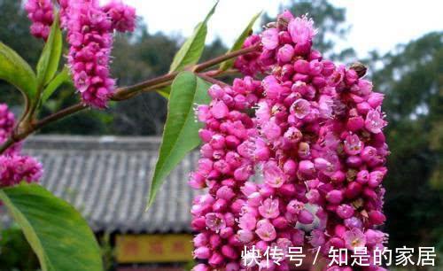 瓜叶菊瓜叶菊|农历7月16号起，最适合养这些花，好养易爆盆，一次能开几十朵