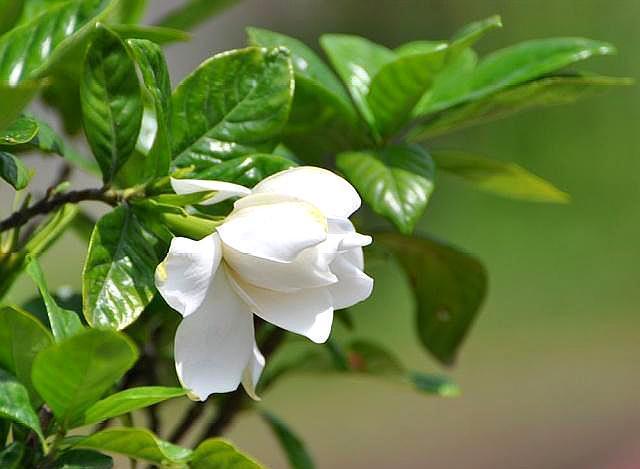 栀子花叶子打蔫没精神，从四点入手，做好叶片油绿精神，花开满枝