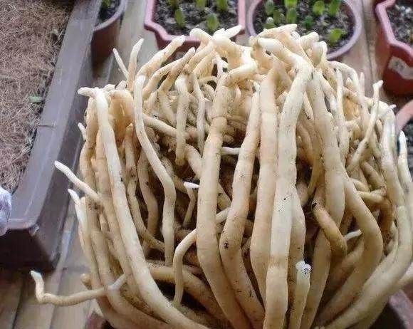 秋天养花,用到2种“生根剂”,花卉长出“胡须根”,一学就会