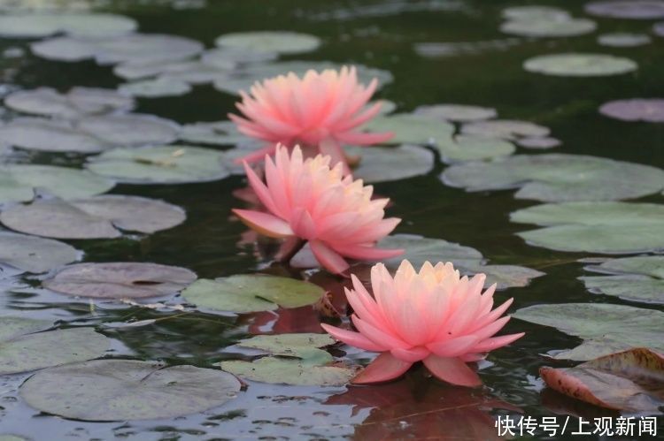 荷花|“四蒂睡莲”长什么样？一起来花博园看荷花、莲花群芳争艳