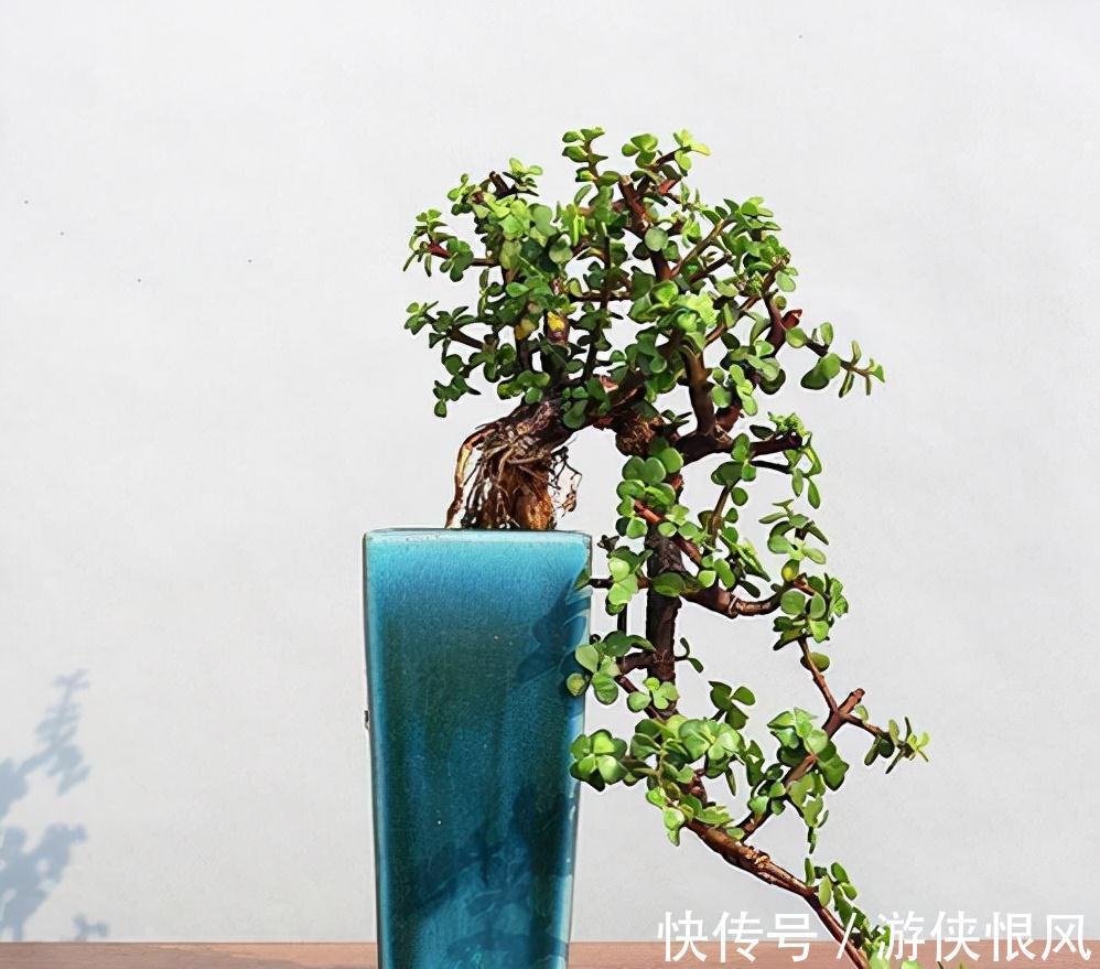 有机肥|金枝玉叶有6怕,难怪叶片哗哗掉,避开枝叶紧凑,二三年成老桩