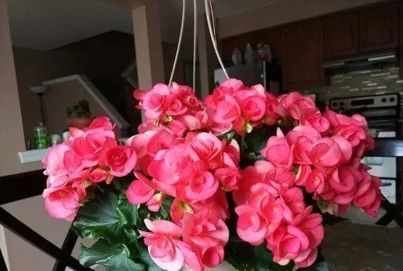 浇水|公认最难养的8种花，叶子动不动就发蔫，新手慎买！