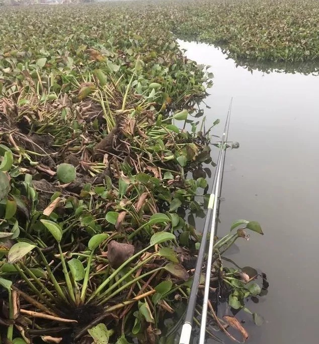 “野战蓝鲫+米饭”让你冬钓鲫不断上鱼!再不担心鱼获!