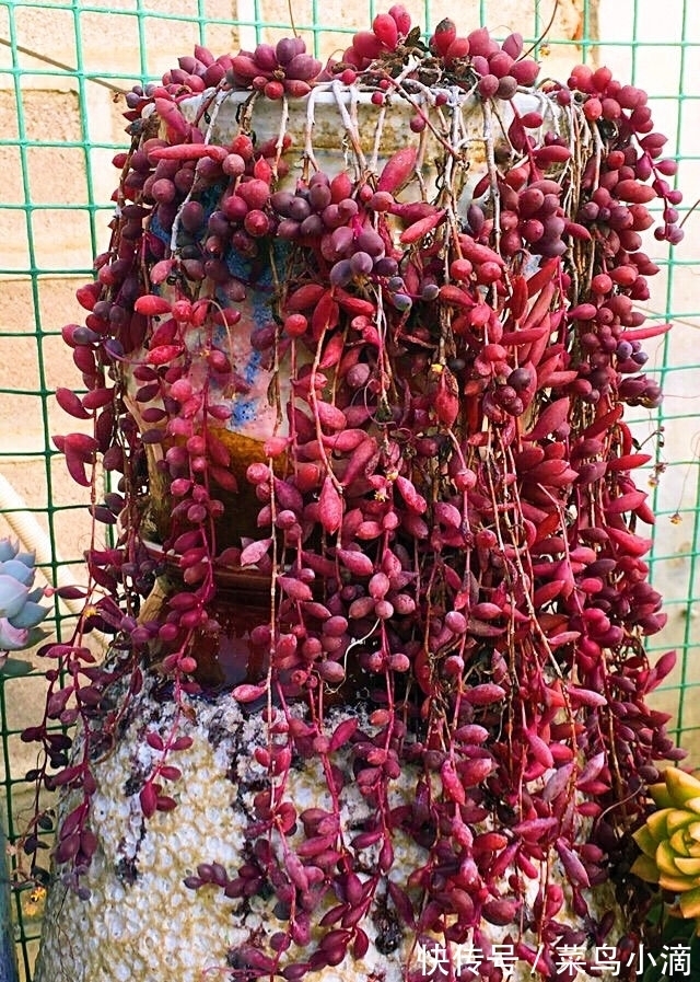 九种“皮实花”,多晒少管长得好,养成老桩更高档,绿萝没上榜