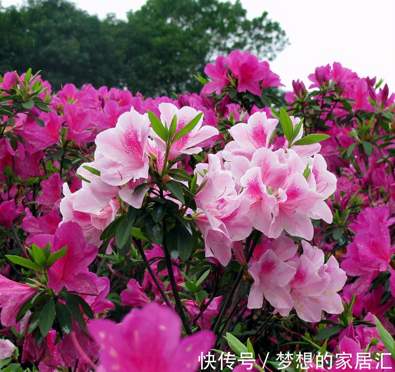 绿化带|4种“娇气花”楼房里总养死？扔在家门口，顿时枝繁叶茂，开花旺