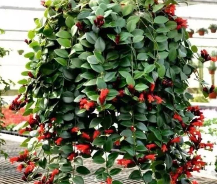 吊起来养的“4种花”，好看好养不占地，一次开出200朵，美