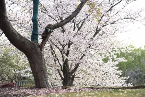 顾村公园赏樱·诗词｜绚烂当属樱花，七日洒遍苍穹