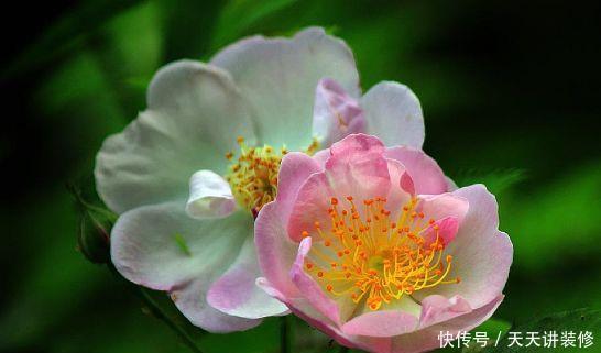 养花|农历5月11日开始,养花养个耐看的,不管也疯长,开花一茬接一茬