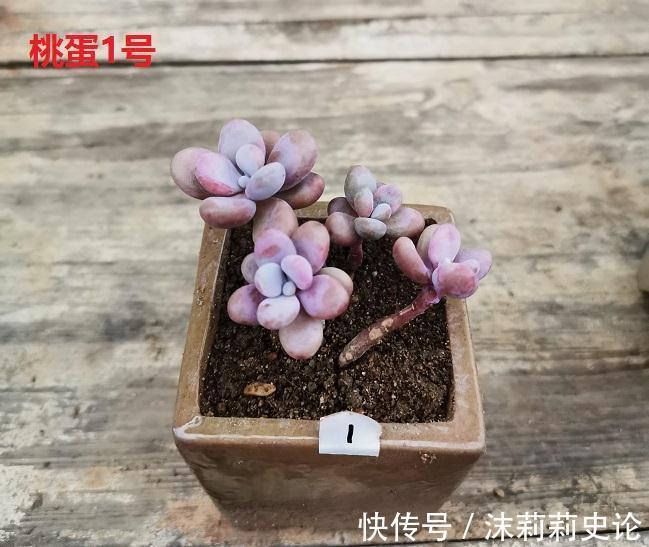 多肉植物好养活的几个品种，菲欧娜这个季节还能有粉紫色很美