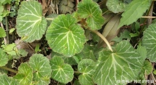 路边这长相似“耳朵”的草,你认识么?中医说它对治疗冻疮有奇效
