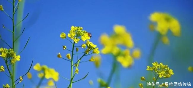 当绝美峰丛遇上金黄油菜花，忻城美得不像话！土司古城·浪漫忻城