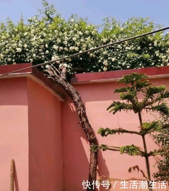 50年的桂花树，卖了5万块钱，大家觉得值吗！