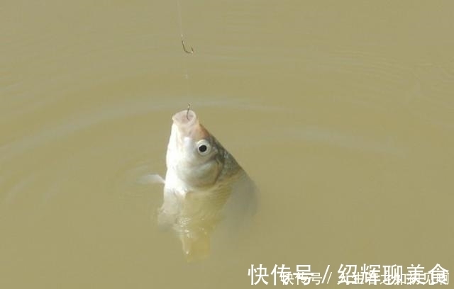 空竿率|野钓鲫鱼顿口不停却空竿不止,一个小招数,马上开始连杆实口