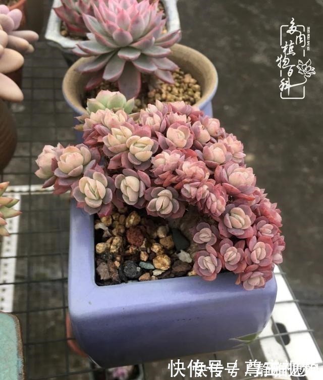 静夜|养多肉三年多,初见惊鸿!累并快乐着!养多肉三年多,初见惊鸿!累并快乐着!