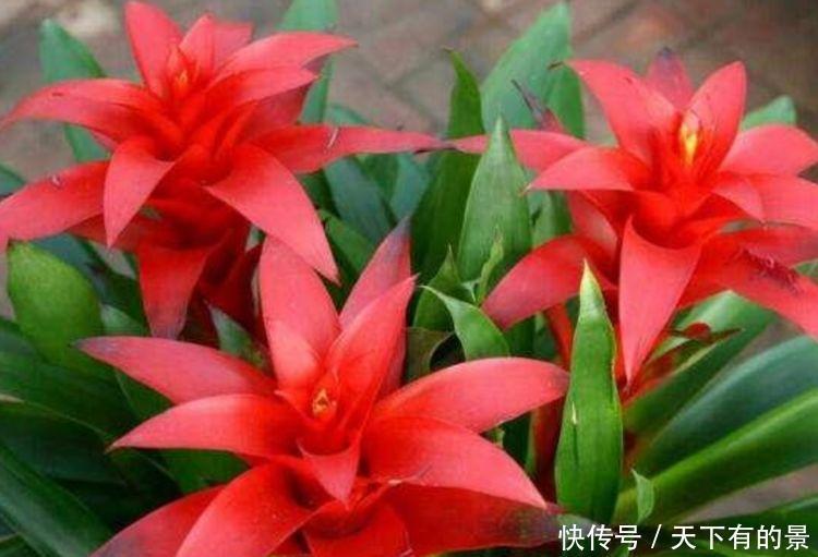 阳台养花,不妨养这4款植物,好养易爆盆,简单易成活,纯洁美