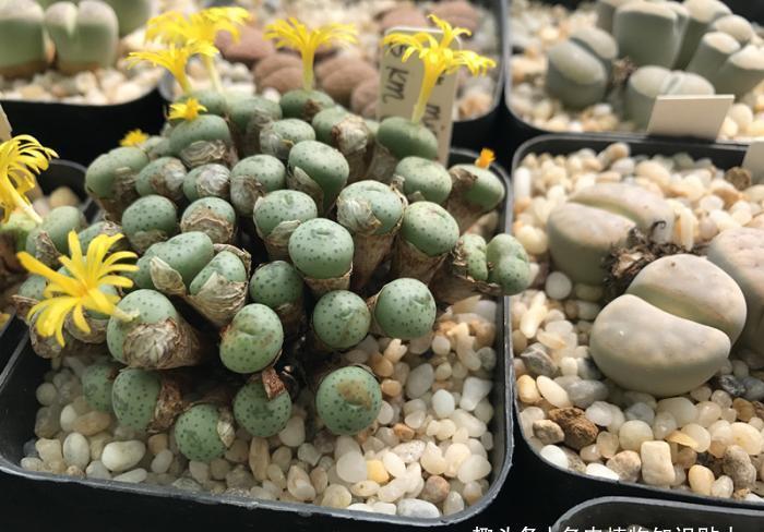 补光灯|办公桌养多肉别大意,这几点小知识我来告诉你