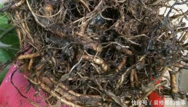  根系腐烂|快速解决栀子花、绿萝、吊兰、发财树烂根黄叶难题？1招搞定