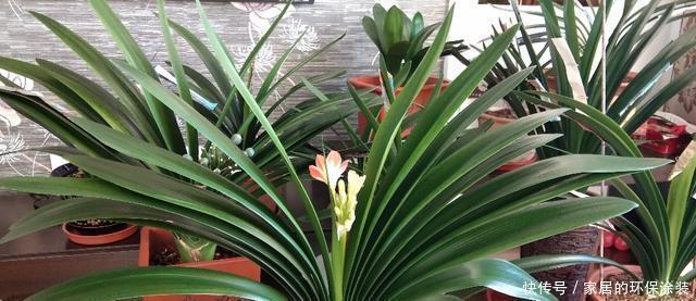 肥厚|养君子兰，2种水换着浇，根壮实、叶肥厚，入冬花开爆盆
