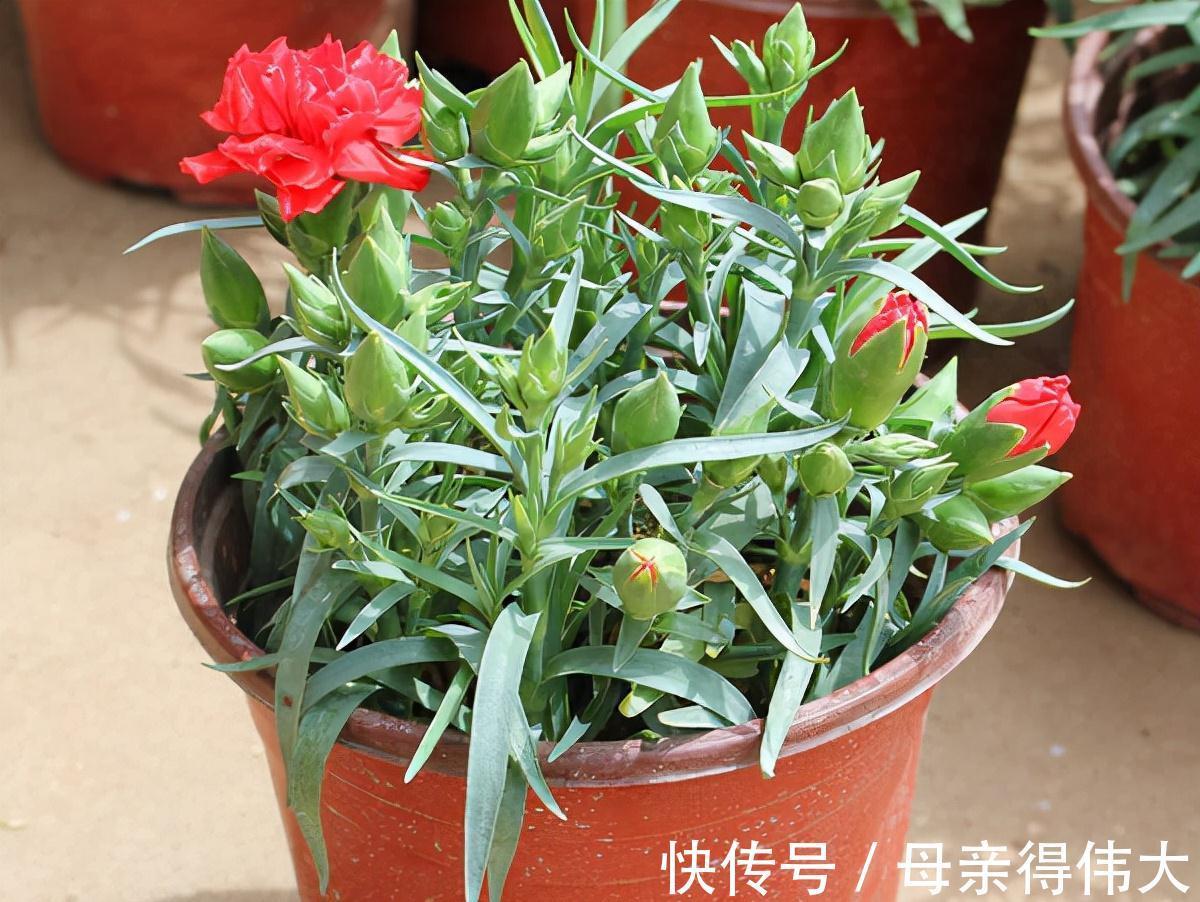 养护|花量好大的一种花,养护简单,耐寒耐热,轻松开出百朵花