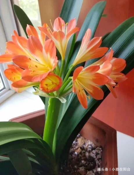 君子兰用啤酒擦叶，要注意“一点”，叶更绿更亮，花更大更艳！