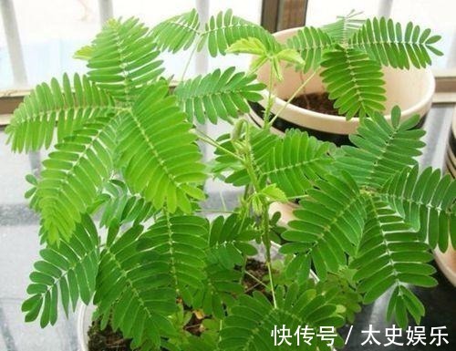 路边见到这几种野花,躲得远远的,碰都碰不得