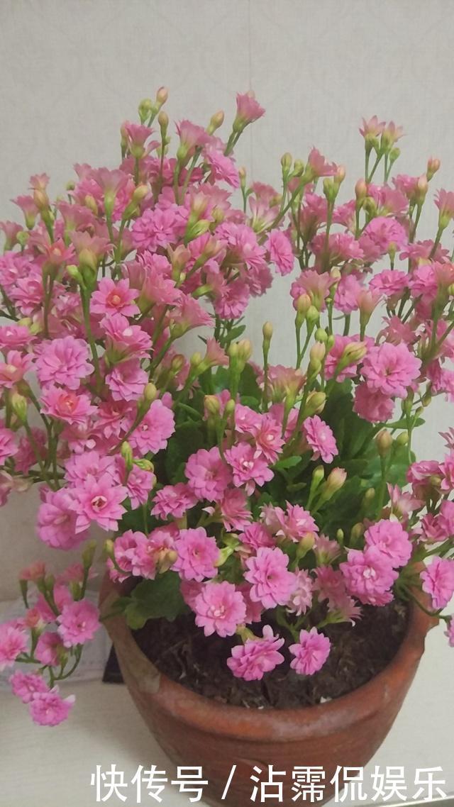 邻居|长寿花和蟹爪兰可以做邻居吗原来这么“养”,枝叶茂密花开不断