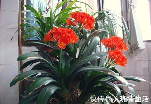 皮实|冬天养6种花,皮实又好养,浇水懒一些,越长越肥!