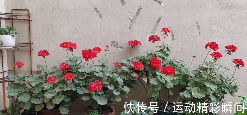 虎刺梅|有2种花,非常皮实好养漂亮,没有虫害、一直开花、花期超长