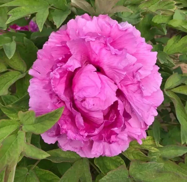 品种|这花只能秋天养,埋土里就活,晚了再等一整年!