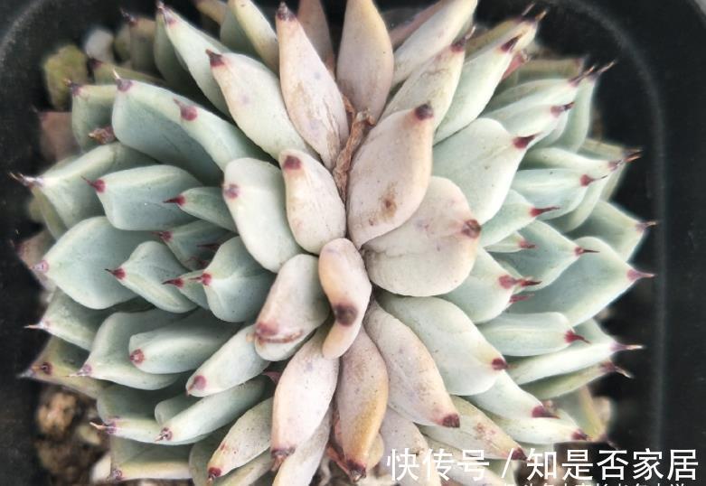 石莲属|可以很可爱，也可以很酷的爪系多肉——黑爪，你有没有养过？