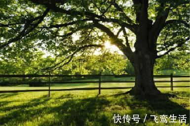 楸树!韩愈的两首七绝,造语奇崛,寄意深远,令人赞不绝口