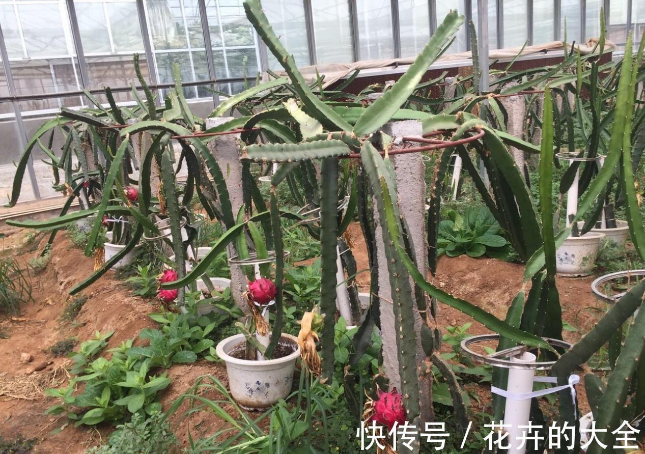 养护|火龙果育苗养护方法,学会了,每一盆都能开花结果