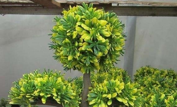 养护|“3种树”养客厅,香味浓,比空气“清新剂”都好,除味杀菌!