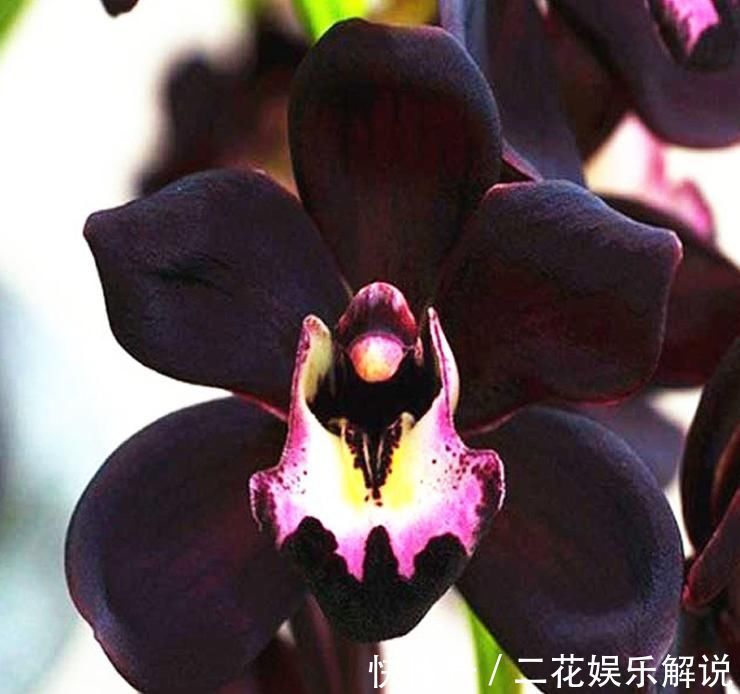 黑雪姬|被抢购一空的兰花,绿杆紫花,叶片油亮,兰香扑鼻,比牡丹要美