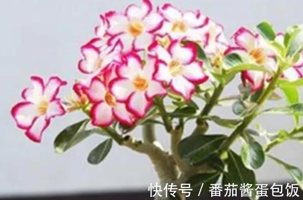 养殖|8种多肉皮实又好养,开花超级美丽,总有一种是你喜欢的