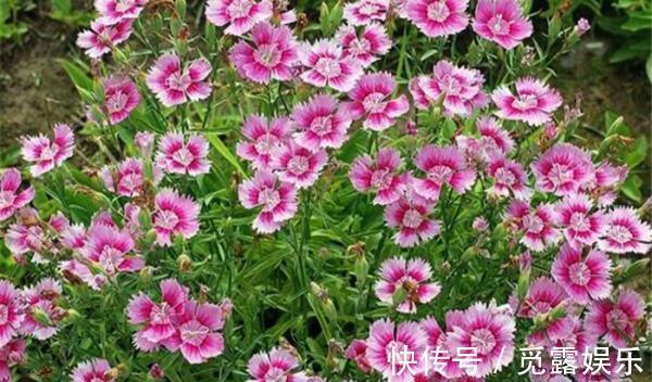 家有小院,养几种“不死花”,年年不用管,花开绚烂,延绵不断