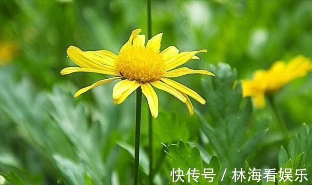 金露花|喜欢菊花，就养盆“精品菊花”情人菊，似娇艳情人，芳香四溢