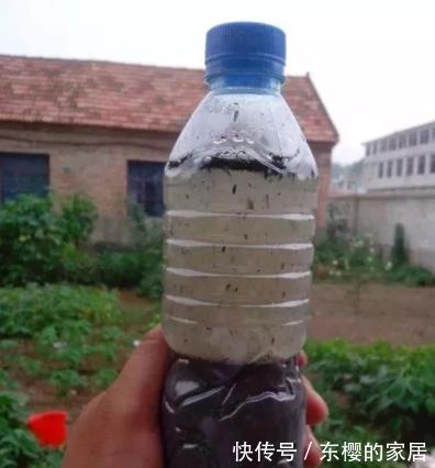 技巧|草木灰能“补钾壮根”，但是使用方法有技巧，用错就会黄叶僵苗