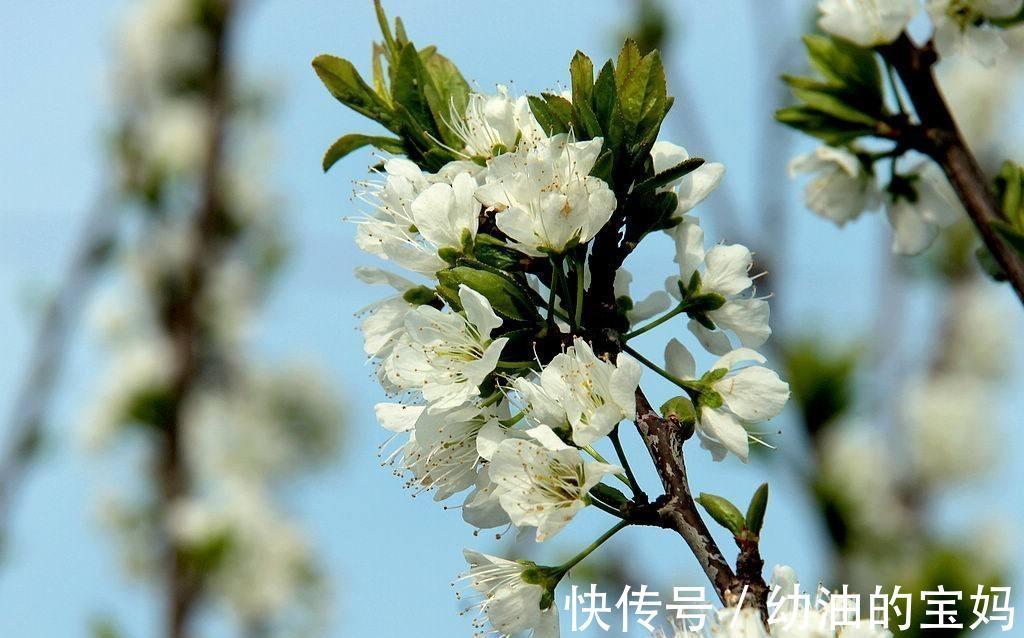 这三种花是“醋坛子”,每周灌一次“酸”水,冰雪天也能绽放群花