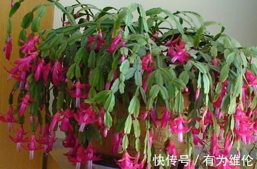 养花就用好花肥,2种宝贝,路边捡点,不花一分钱,养啥都旺盛!