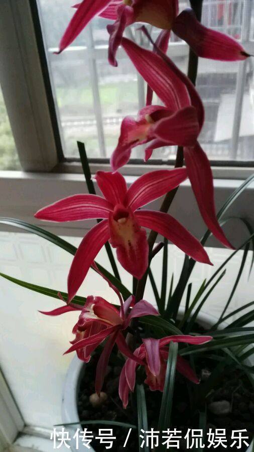 柠檬黄三角梅|喜欢三角梅,首选此款“珍稀名品”柠檬黄三角梅,花开艳丽多姿!