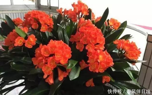 黄豆肥|君子兰离不开2种水,1年换着浇,冒白根、开花多