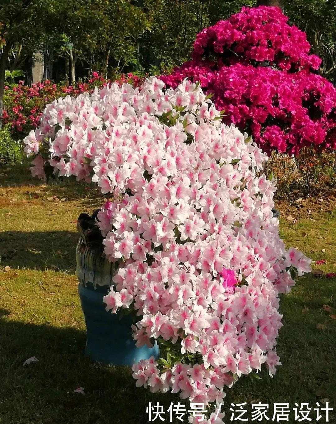 养花技巧:冬天最娇气的9种花,不要随便买,养不活浪费钱