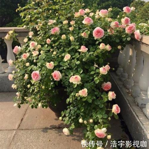 小花园|她家院子里开满了花,像一个小花园,好想去赏花,真美!