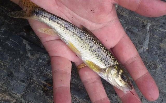 钓鱼|深山山涧，钓上一盆这鱼，味道很鲜美，知道是什么鱼吗？