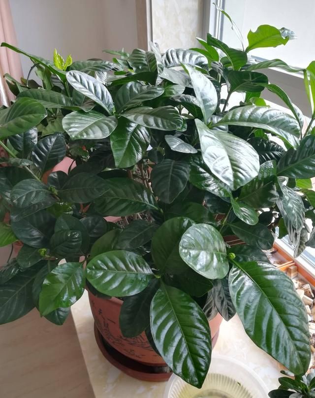 橘皮、柚子皮别扔,泡水里成大补肥,养花太有用了