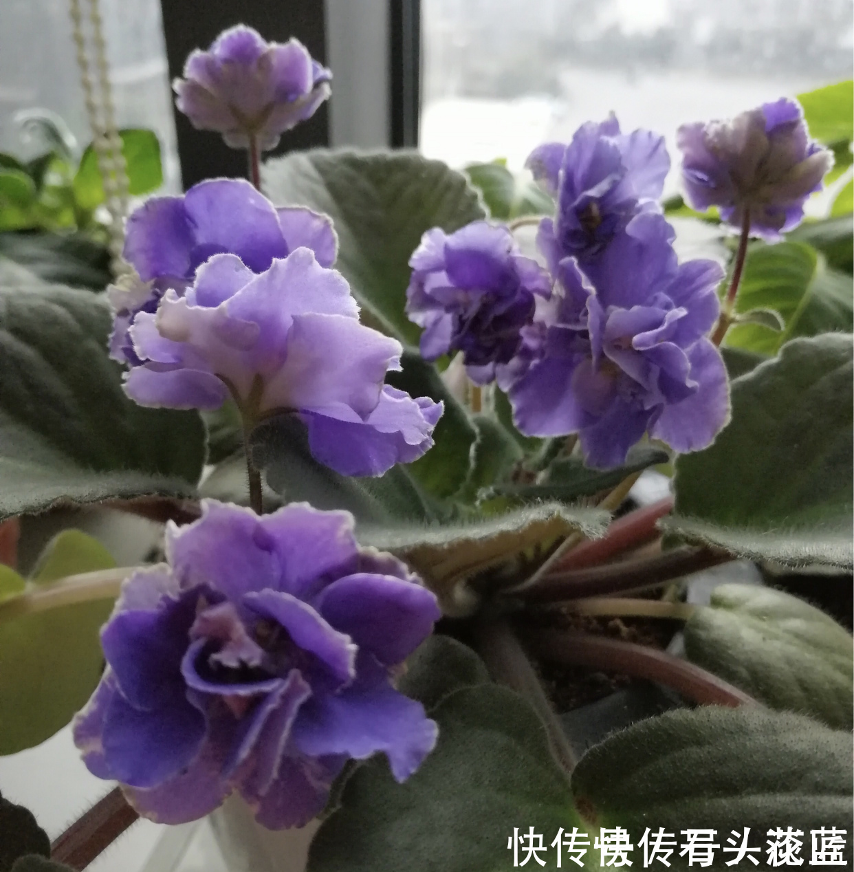 大岩桐|寓意“紫气东来”的5种花,养在家里“年年”都能开,太赞了