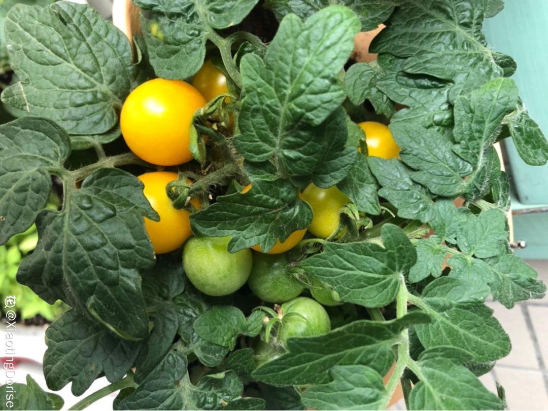 阳台养这10种菜,长得快、结果多,全家都够吃!